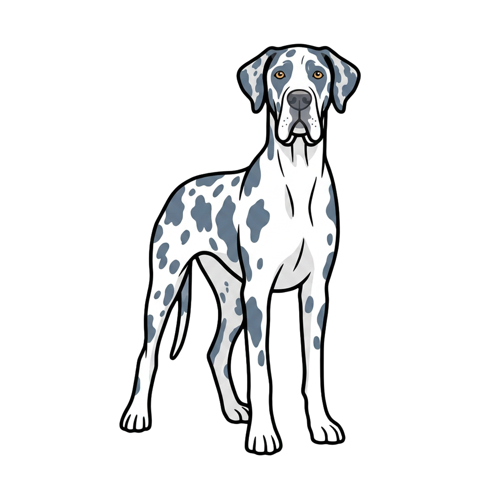 Blue Harlequin Great Dane
