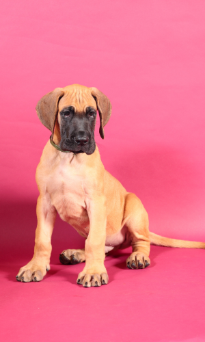 fawn great dane puppy