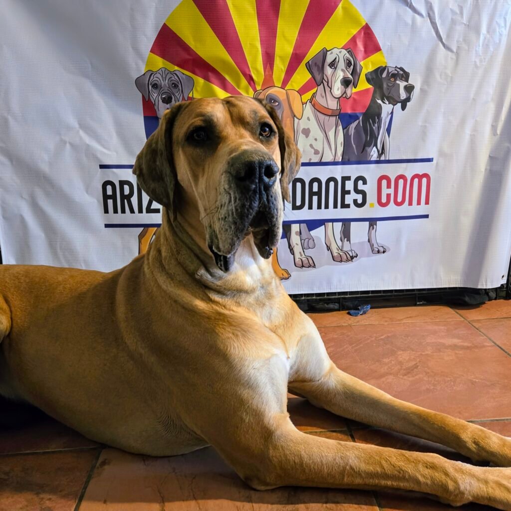 boris