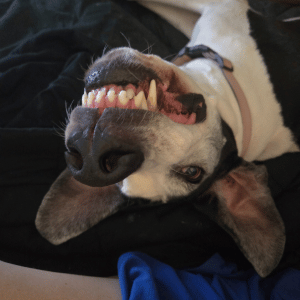 silly zoe
